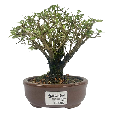 Serissa Rosa (Phoetida)  2 anos ( 20 cm) Florescendo