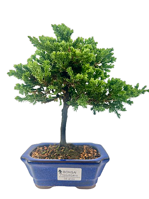 Bonsai de Junípero Procumbens 3 anos (20 cm)