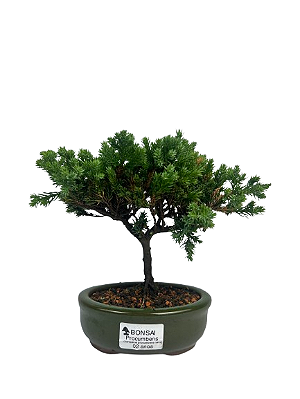 Bonsai de Junípero Procumbens 2 anos (18,5cm)
