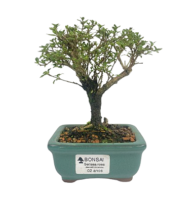 Serissa Rosa (Phoetida)  2 anos ( 18 cm) Florescendo