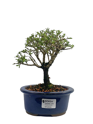 Serissa Rosa (Phoetida)  3 anos ( 20 cm) Florescendo