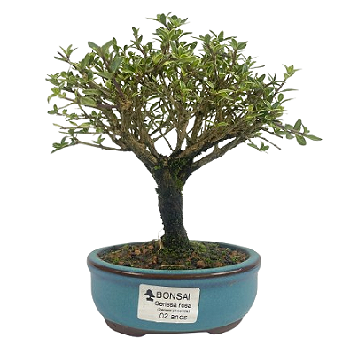 Serissa Rosa (Phoetida)  2 anos ( 19 cm) Florescendo