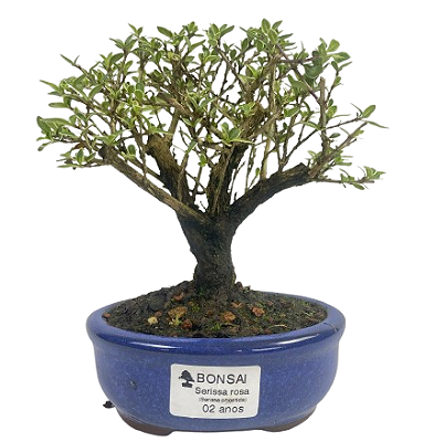 Serissa Rosa (Phoetida)  2 anos ( 18 cm) Florescendo