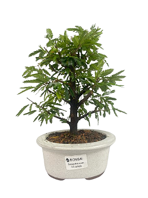 Bonsai de Calliandra Rosa 3 Anos ( 25 cm )