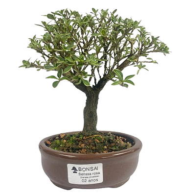 Serissa Rosa (Phoetida)  2 anos ( 20 cm) Florescendo