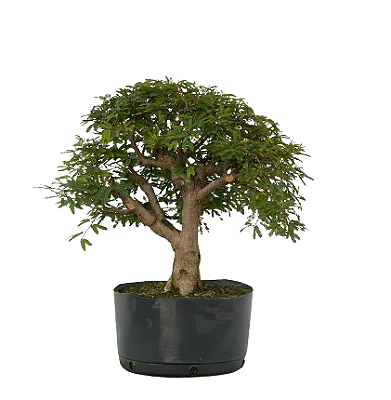 Pré Bonsai de Calliandra 9 Anos ( 50 cm )