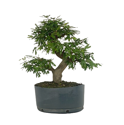 Pré Bonsai de Calliandra 5 Anos (36 cm)