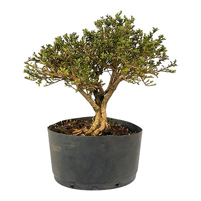 Pré Bonsai de Serissa (Phoetida) 4 anos (30 cm)