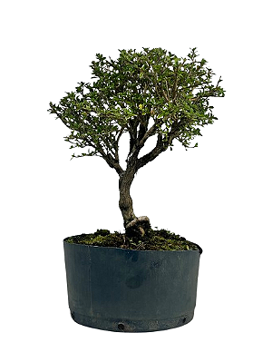 Pré Bonsai de Serissa (Phoetida) 4 anos (30 cm)