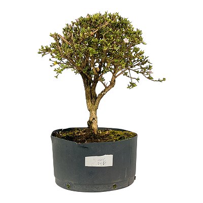 Pré Bonsai de Serissa (Phoetida) 4 anos (32 cm)