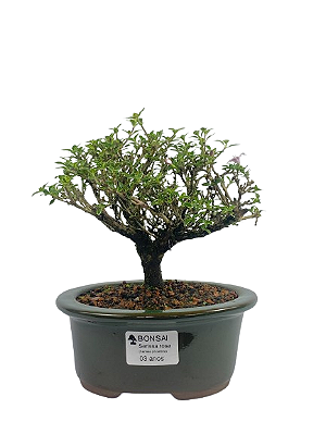 Serissa Rosa (Phoetida)  3 anos ( 23 cm) Florescendo