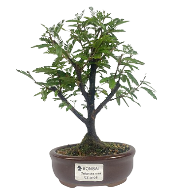 Bonsai de Calliandra Rosa 2 anos (20 cm)