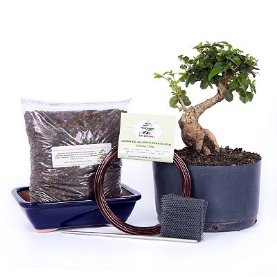 Kit Completo de Bonsai para Iniciantes - Meu Primeiro Bonsai Ligustrinho