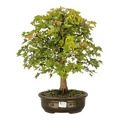 Bonsai de Acer Kaede 14 anos 51 cm - Espécie Japonesa