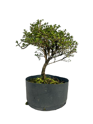 Pré Bonsai de Serissa (Phoetida) 4 anos (28 cm)