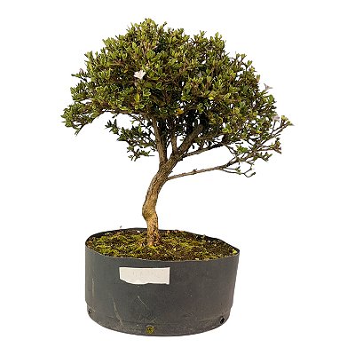 Pré Bonsai de Serissa (Phoetida) 4 anos (30 cm)