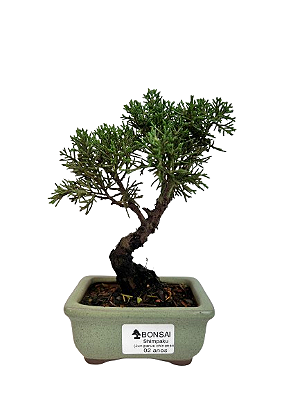 Bonsai de Junípero Shimpaku 2 anos (17 cm)