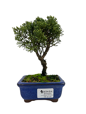 Bonsai de Junípero Shimpaku 2 anos (18 cm)