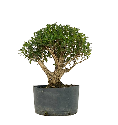 Pré Bonsai de Cereja Silvestre 6 anos ( 40 cm)