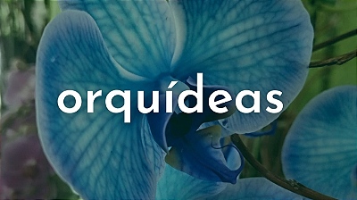 orquídeas
