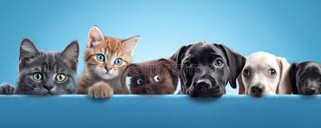 Amo meus Pets..
