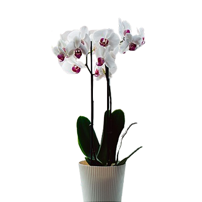 Orquídea Phalaenopsis