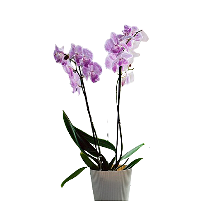 ORQUIDEA PHALE