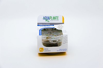 Rotala Rotundifolia In Vitro AquaPlante