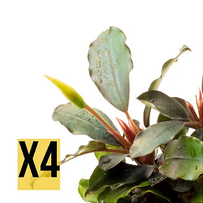 Kit Bucephalandra Brownie Phoenix x4