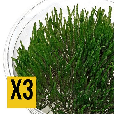 KIT Musgo Aquário Plantado Spiky Moss - Aquaplante x3