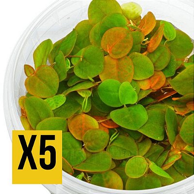 KIT Phyllanthus Fluitans - Aquaplante x5