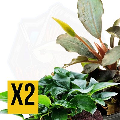 KIT Anubias Nana Petite - Aquaplante + Bucephalandra x2