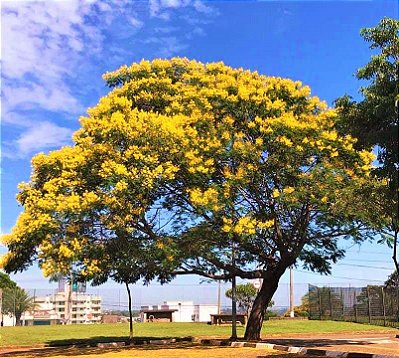 Canafístula ou Faveira ou Angico-amarelo - Lote 33/21