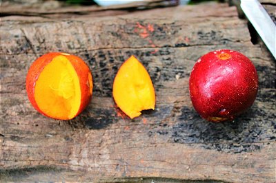Envira Cajú - Onychopetalum Periquino - Considerada a melhor fruta da Amazônia!