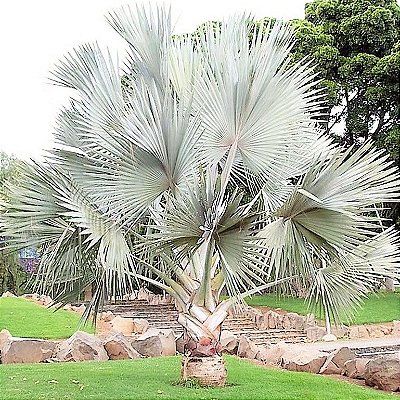 Palmeira Azul - Bismarckia nobilis - Mudas