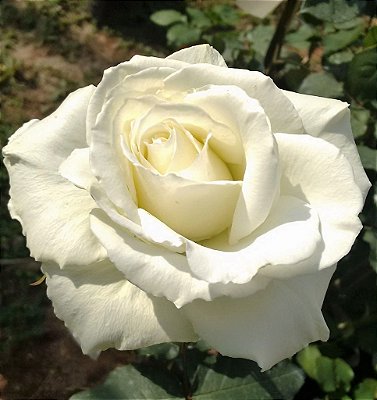 Rosa Tineke de cor Branca Botões Grandes - Roseira Muda Enxertada