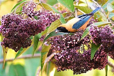 Calicarpa Chinesa Muda - Lote 89/21