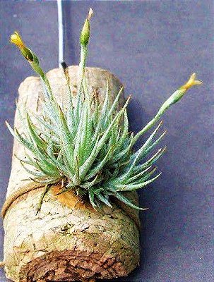 Mini Tillandsia Loliacea - Air Plants