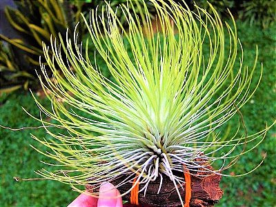 Bromélia Tillandsia Andreana