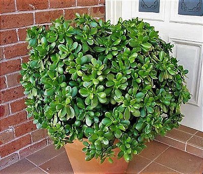 Planta Jade ou Árvore da Felicidade - Muda de Suculenta