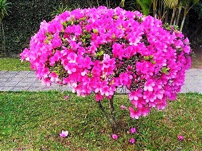 Muda de Rosa Trepadeira Cor de Rosa - Compre Roseiras Aqui - Jardim Exótico  Mudas e Plantas