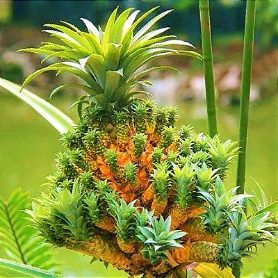 Abacaxi Medusa - Ananas Medusa - Raridade