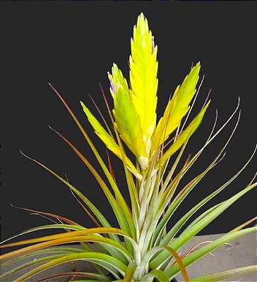 Bromélia Tillandsia Flavo-Bracteata - Air Plant