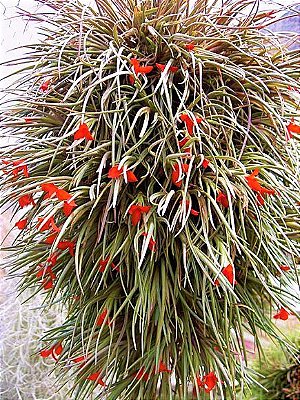 Bromélia Tillandsia Albertiana - Air Plant