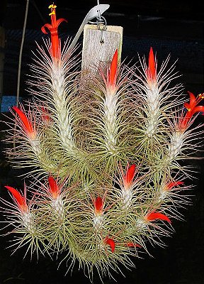 Bromélia Tillandsia Funkiana - Mudas