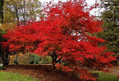 Acer Palmatum ou Bordo Japonês Muda - Outonal Vermelho