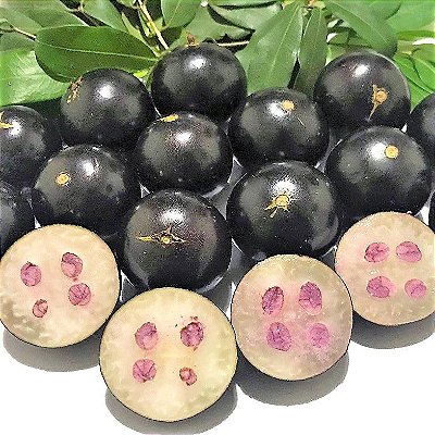 Jabuticaba Hibrida 5 anos - Muda