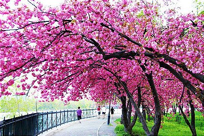 Cerejeira Japonesa Ornamental Okinawa Sakura Cor Rosa Escura