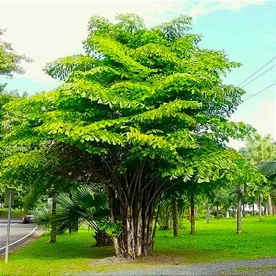 Kit Sementes De Manacá Da Serra Anão Para Mudas + Brinde