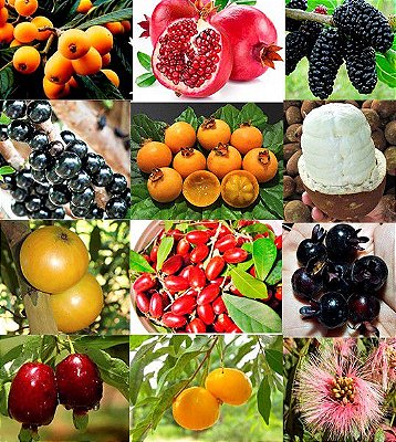 Kit c/ 12 Tipos de Mudas Frutíferas - Nespera-Romã-Amora-Jabuticaba-Guabiroba-Cupuaçu-Cambucá-Grumixama-Inga-Cereja-Milagre-Uvaia 